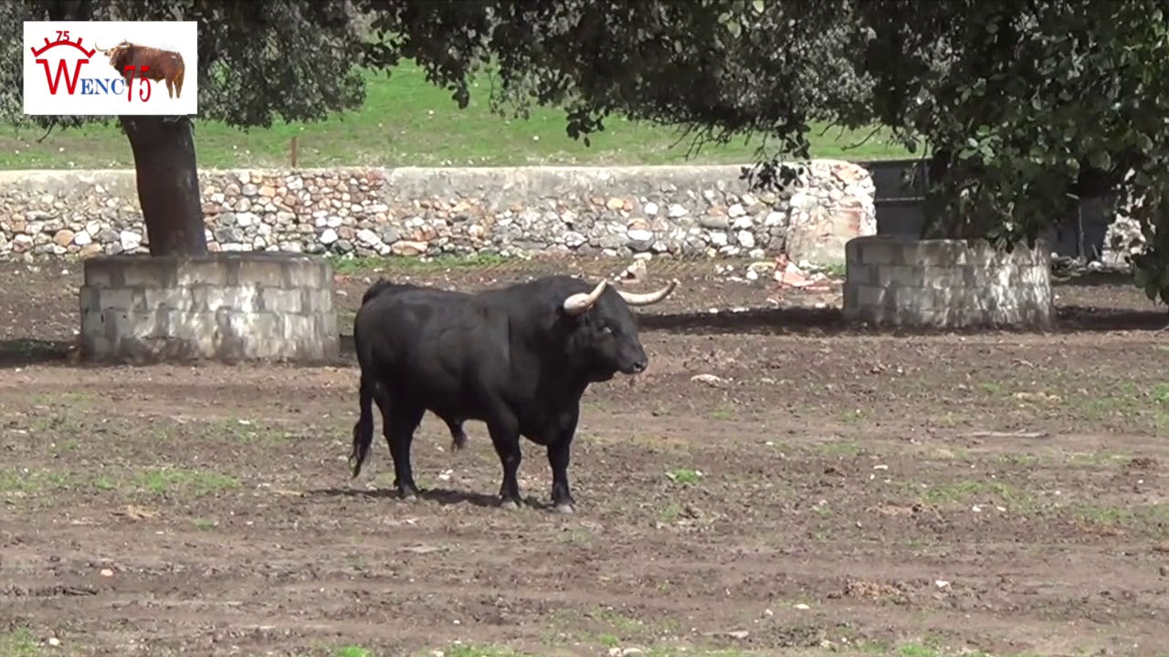 VISITA A LA GANADERIA GARCIGRANDE