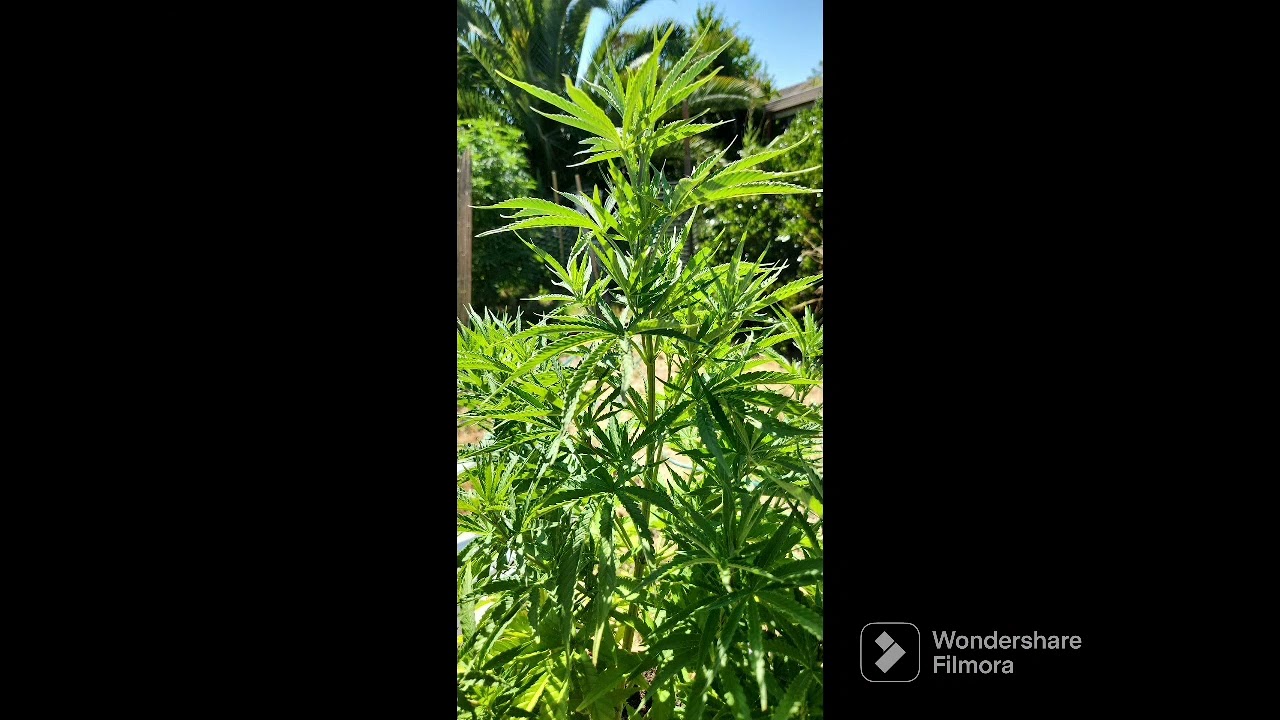 420 God Berry Progress ( Freedom Of Seeds )#shorts #420