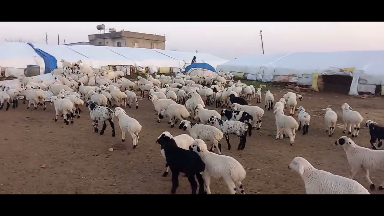 73    Kar beyaz kuzucuklar 30 04 2023