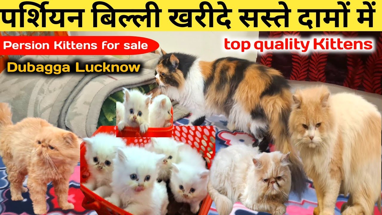 Top quality extreme Punch,doll face calco Persian kitten |Persian Kittens |Lucknow pet shop 