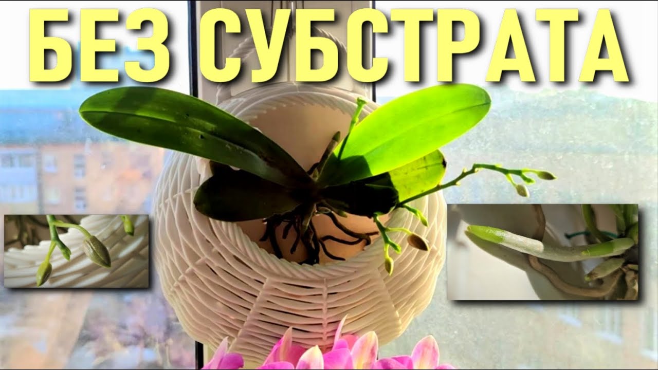 ОРХИДЕЯ БЕЗ СУБСТРАТА! ПЕРЕВОД И СОДЕРЖАНИЕ ОРХИДЕЙ В ПУСТЫХ ВАЗАХ, КОРЗИНКАХ - ОТКРЫТАЯ СИСТЕМА/ОС!