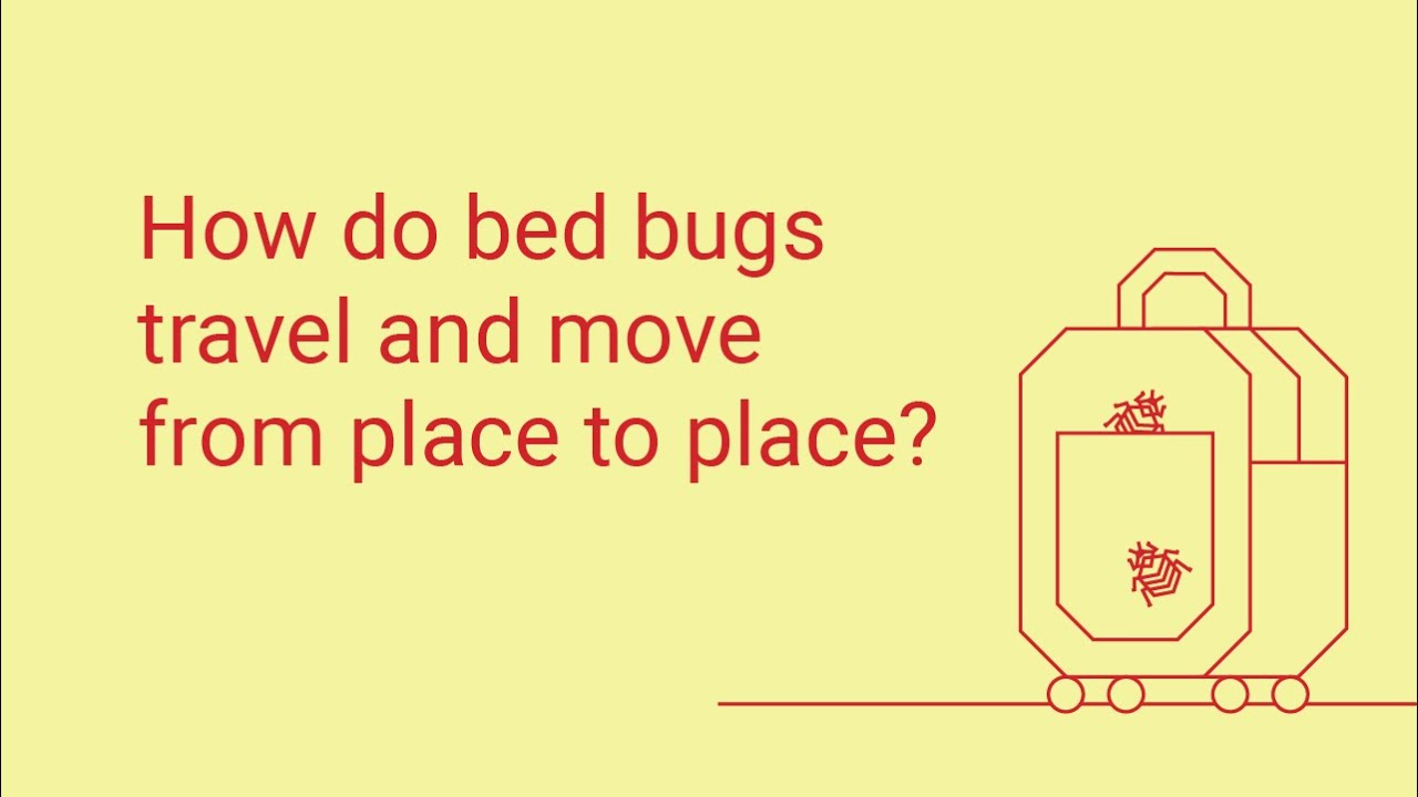 How Do Bed Bugs Travel?