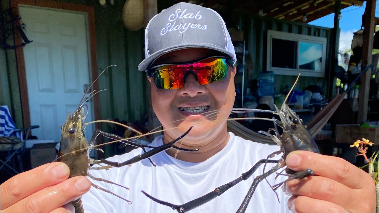 🔥Catch And Cook Freshwater Prawns In Hawaii.