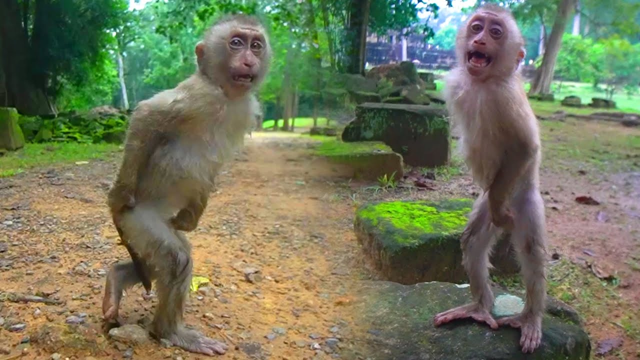 Adorable Tinky walks on two legs and cries loudly when he sees me bringing milk & food to feed him🥰🐒