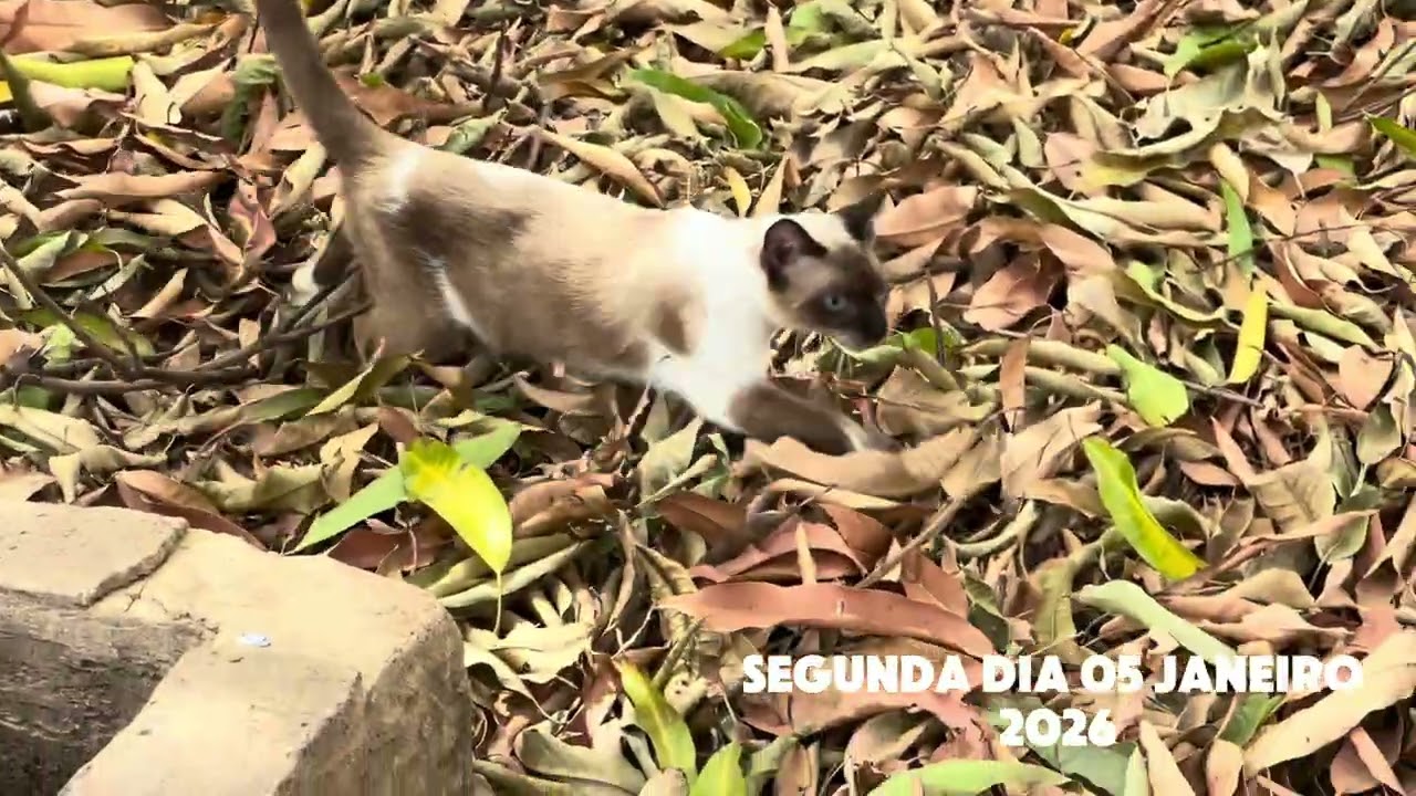 Missão Cumprida de hoje? Comer e água pros gatos 2026
