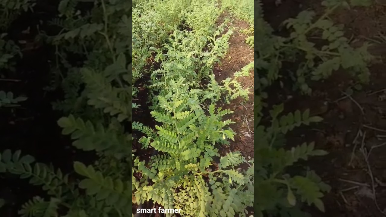 चने की फसल में पीलापन का सटीक इलाज||smart farmer|| #chanekikheti