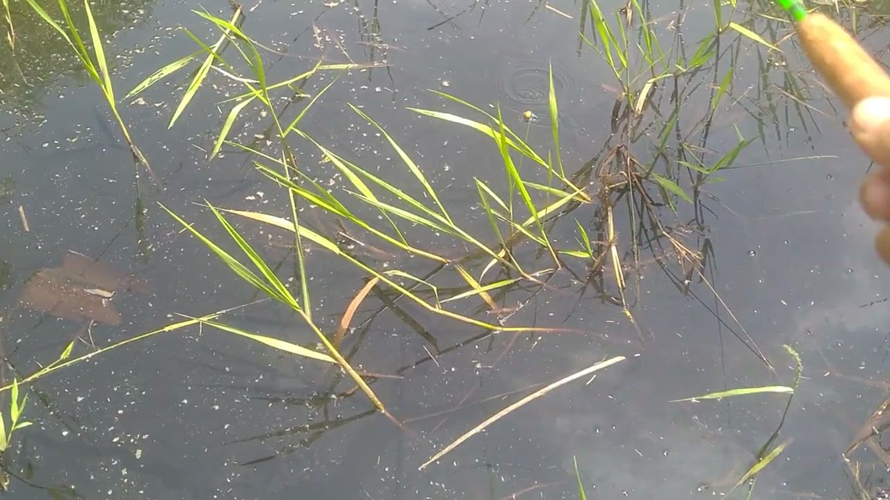 Ini Spot sarang Ikan Gaes | 11/365