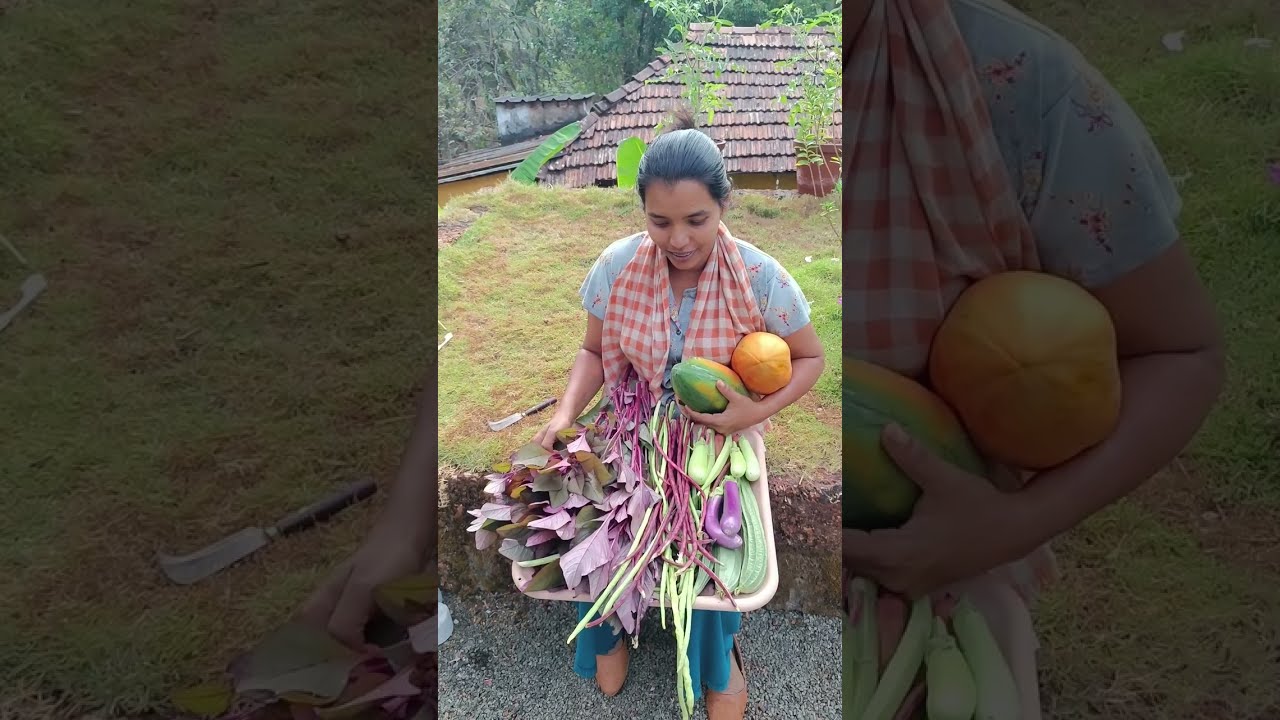 🥰🥰 മണ്ണിൽ പൊന്നു വിളയുമ്പോൾ.. നന്നായി കഷ്ടപ്പെടുകയാണെങ്കിൽ നമുക്ക് നമ്മുടെ പറമ്പ് പൂങ്കാവനം ആക്കാം