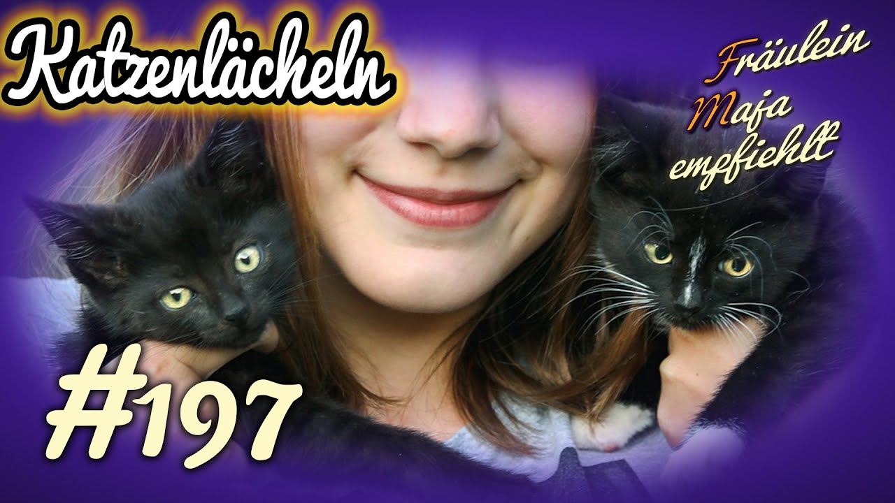 KATZEN LÄCHELN MIT DEN AUGEN | Erstmals wissenschaftlich bestätigt | Maja empfiehlt Teil 197