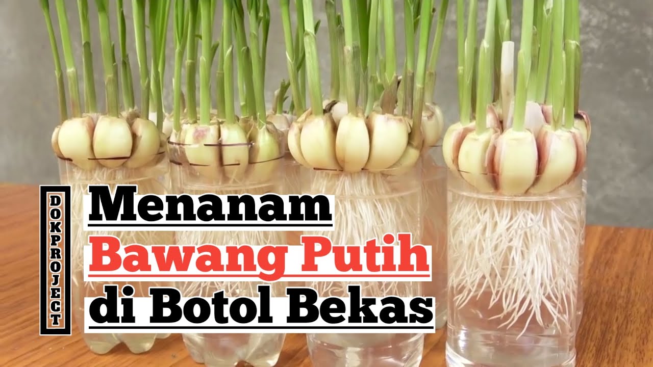 Cara Menanam Bawang Putih di Botol Plastik Bekas