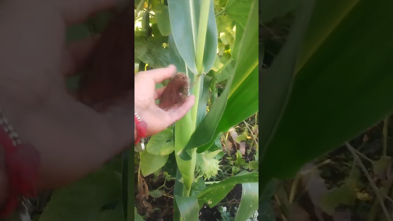 PORQUE LA PLANTA DE MAÍZ TE SACA POCAS MAZORCAS ? CUANDO SEMBRA Y COSECHAR ... MAÍZ 🌽🌽🌽🌽 
