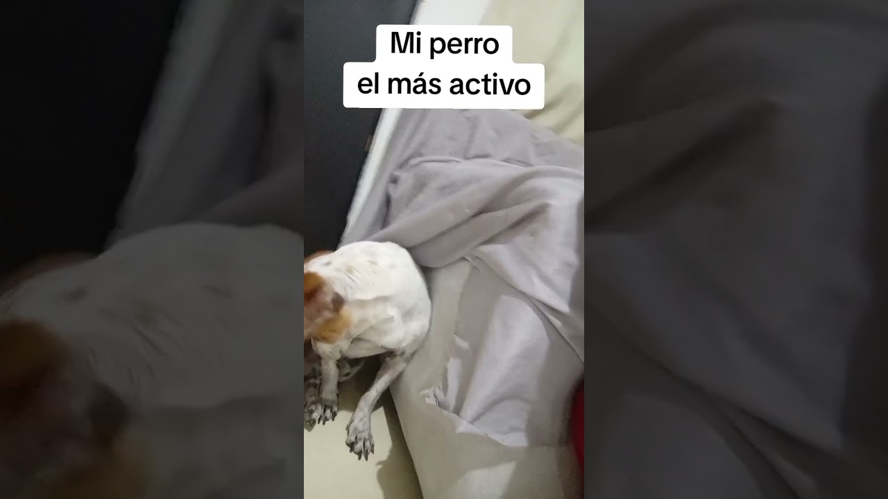 mi perro siempre activo 