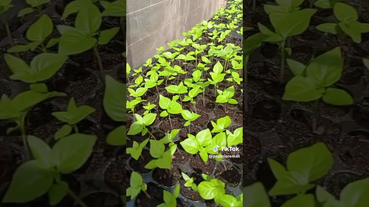 Plants de piment F1 Avenir disponibles | PAM Consulting