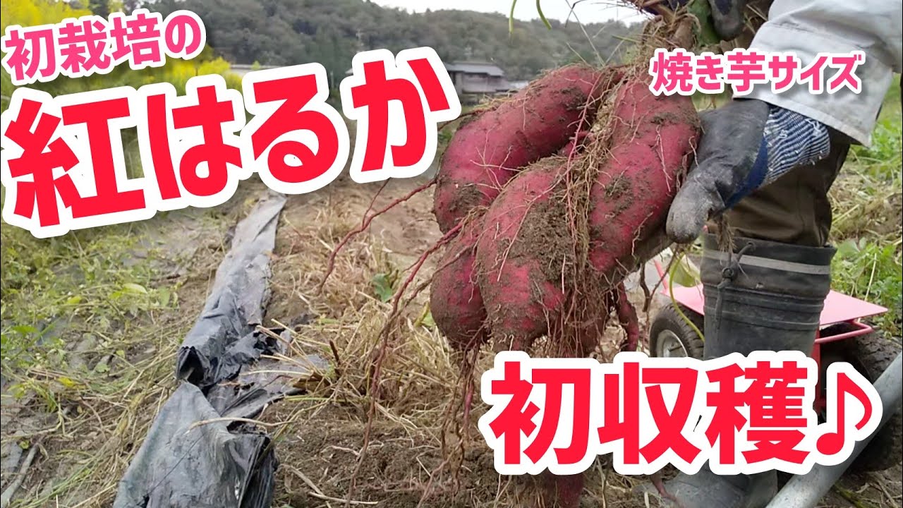 【さつまいも】初めて栽培した紅はるかの収穫♪【髭サン農家】