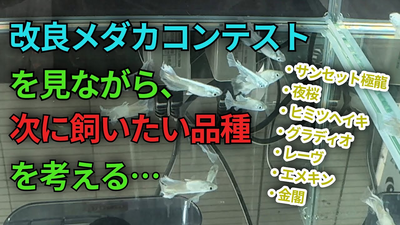 #10 次何飼う？メダカコンテスト見てきた！