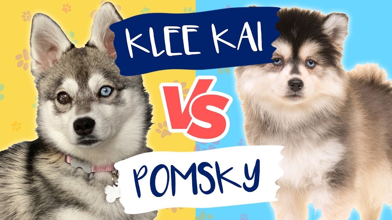 Pomsky VS. Alaskan Klee Kai