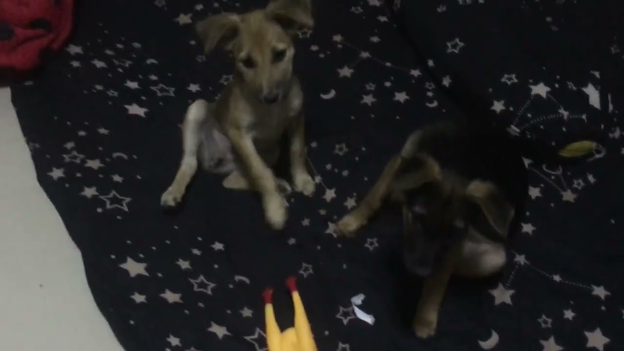 Puppies Are Very Happy 