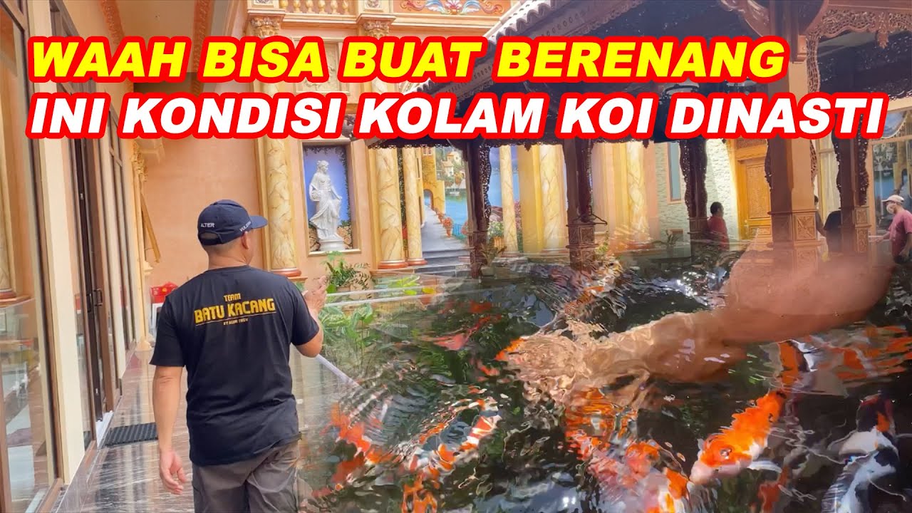 WAAH BISA BUAT BERENANG INI KONDISI KOLAM KOI DINASTI