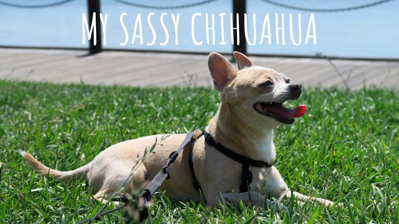 My Sassy Chihuahua | The Life Of Jake