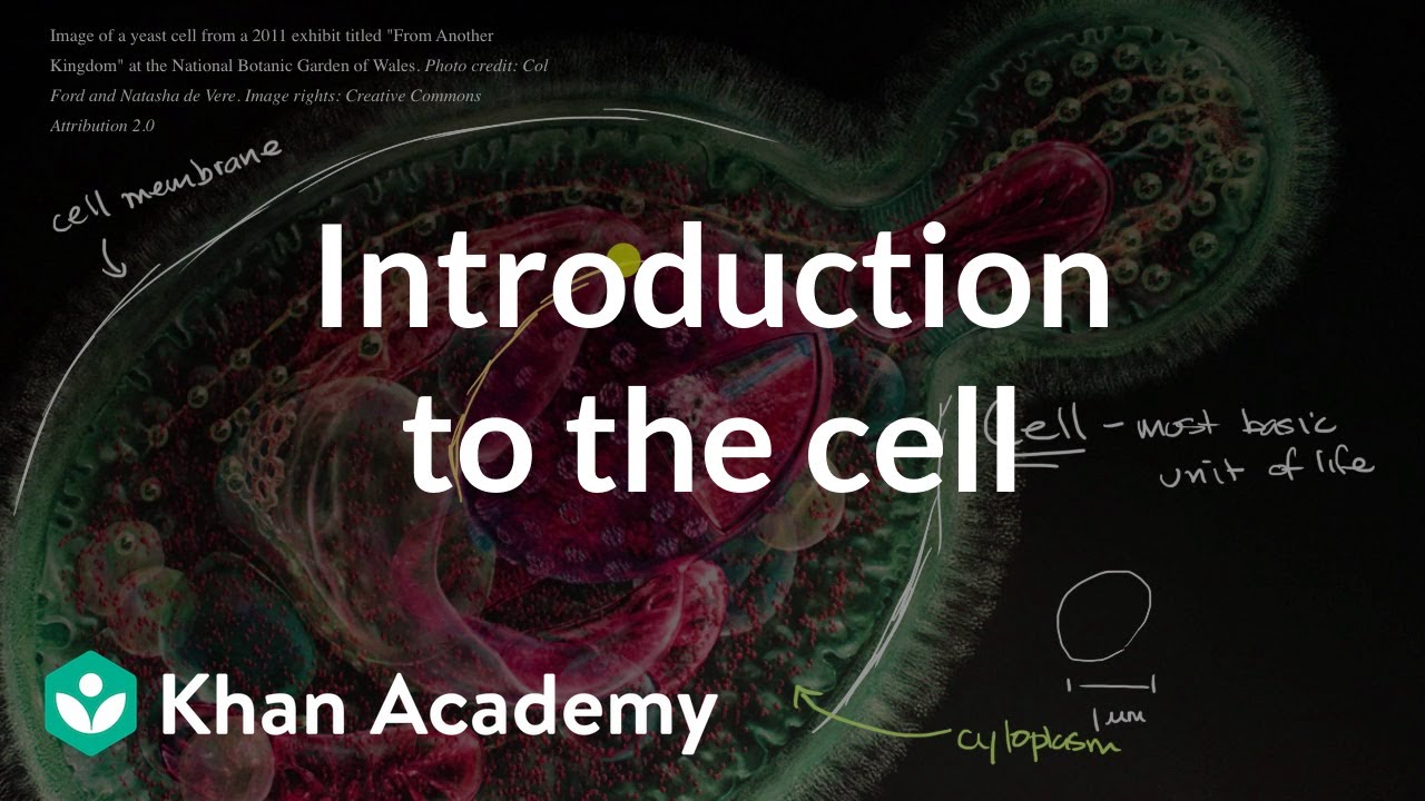 Introduction to the cell | Cells | High school biology | Khan Academy