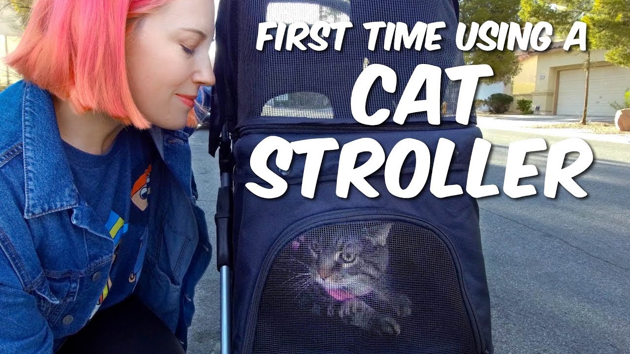 We Got A Cat Stroller!