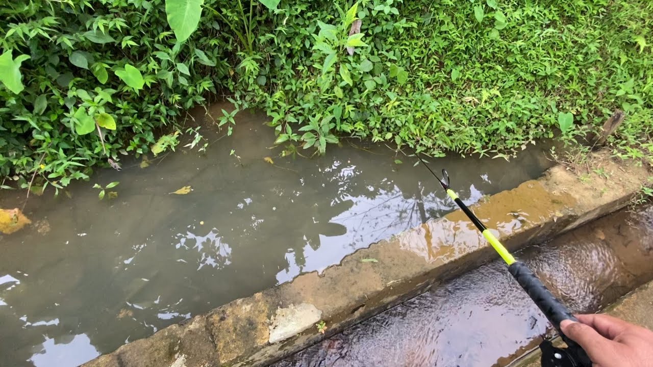 strike tiada henti!!!🎣mancing wader di selokan kecil