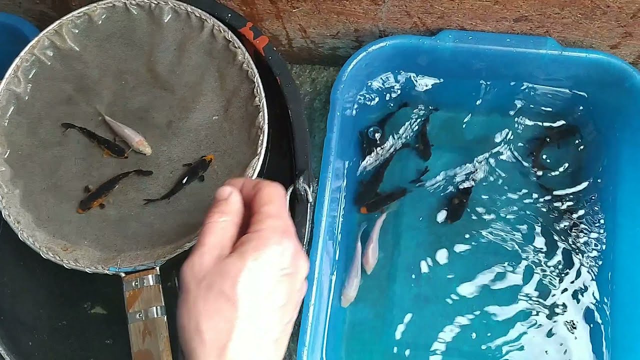 Koi