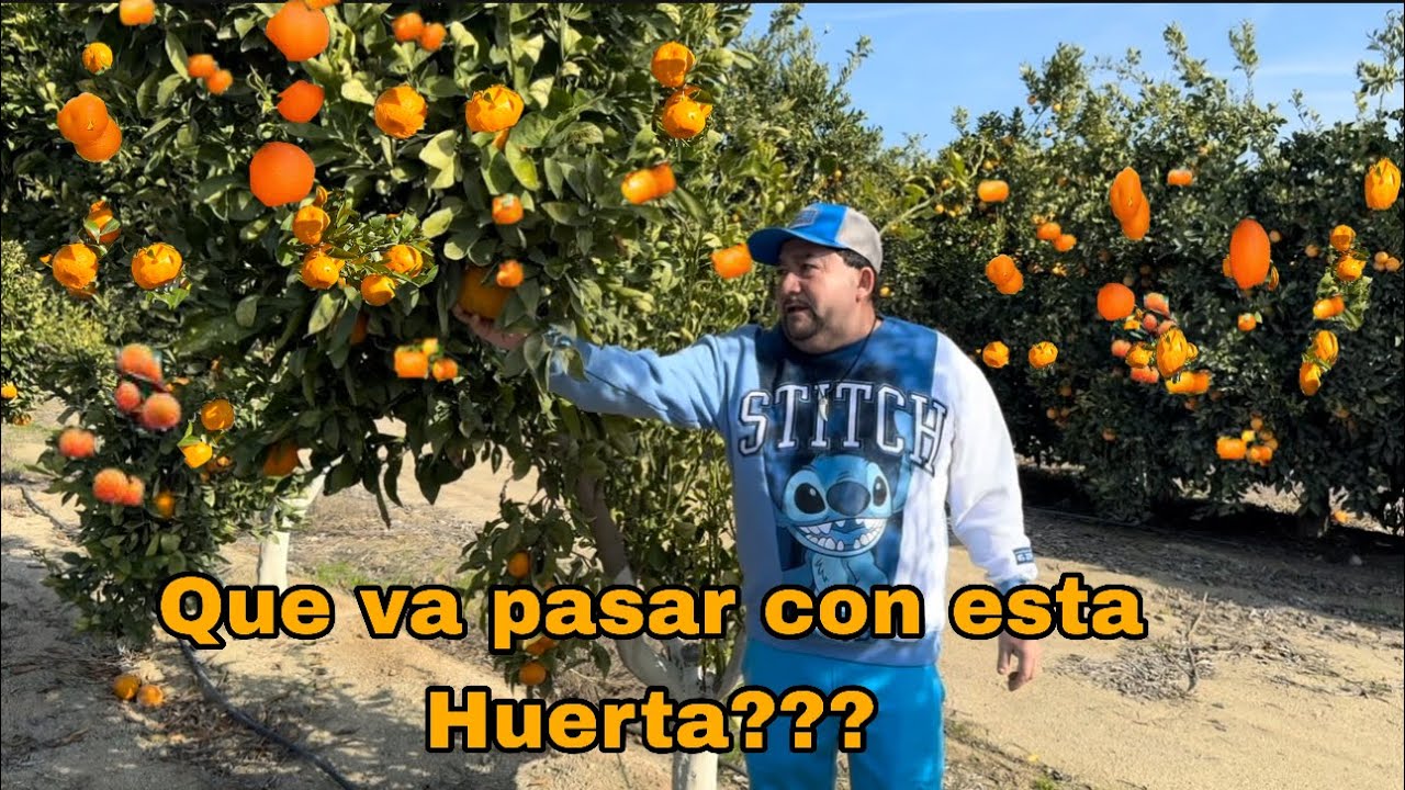 PERDIDAS MILLONARIAS EN ESTA HUERTA/LOS RANCHEROS TRAEN UN NUEVO PROYECTO ENTRE MANOS 