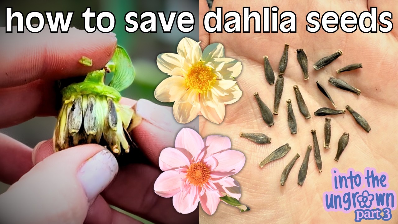 saving dahlia seeds from rotting in the rain | into the ungrown part 3