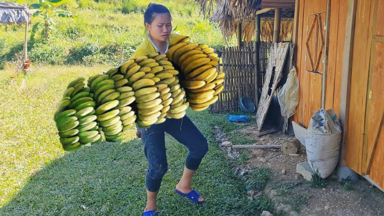 Ha rescues carp from arid land - harvests fragrant ripe bananas to sell at market