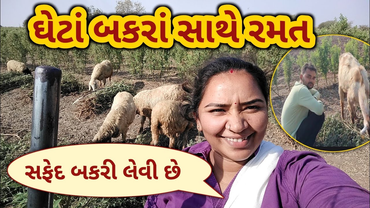 કાનું ને મૂકીને ઘેટાં બકરાં રમાડવા 🤣