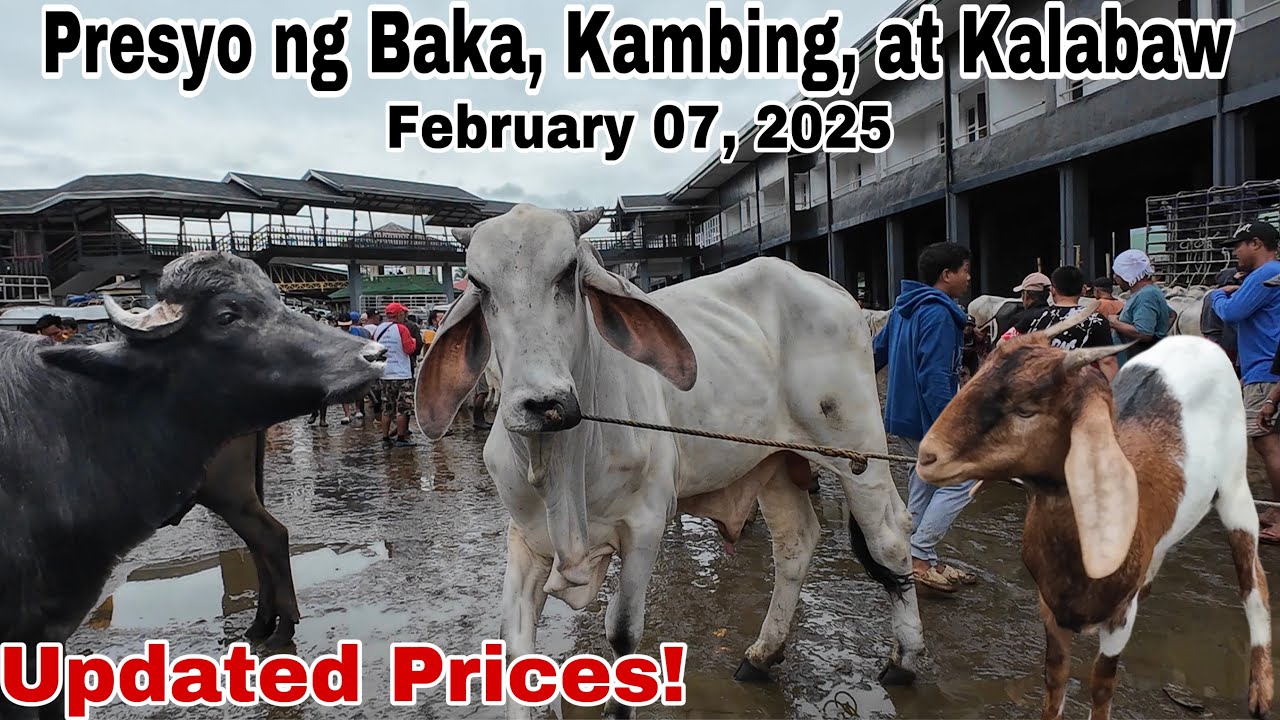 February 07, 2025 Presyo ng Baka, Kambing at Kalabaw sa Padre Garcia Batangas