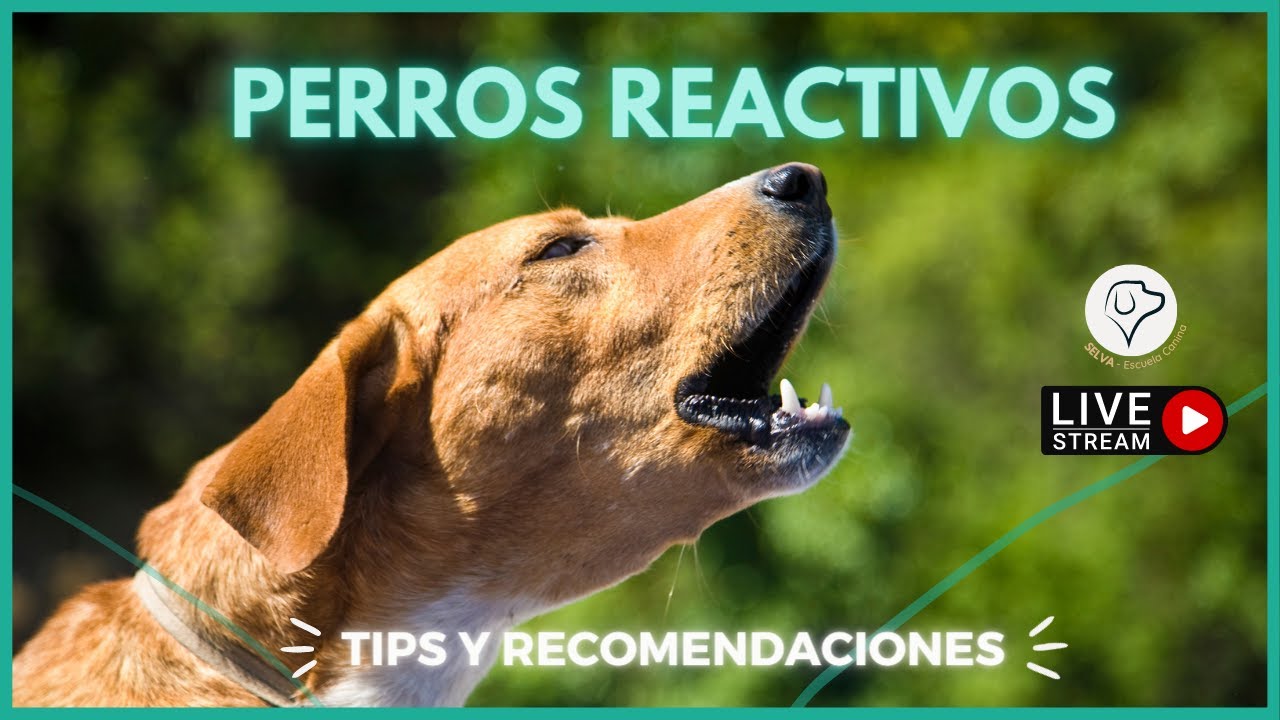 Cómo manejar la reactividad en perros ¡técnicas y recomendaciones! 🐶