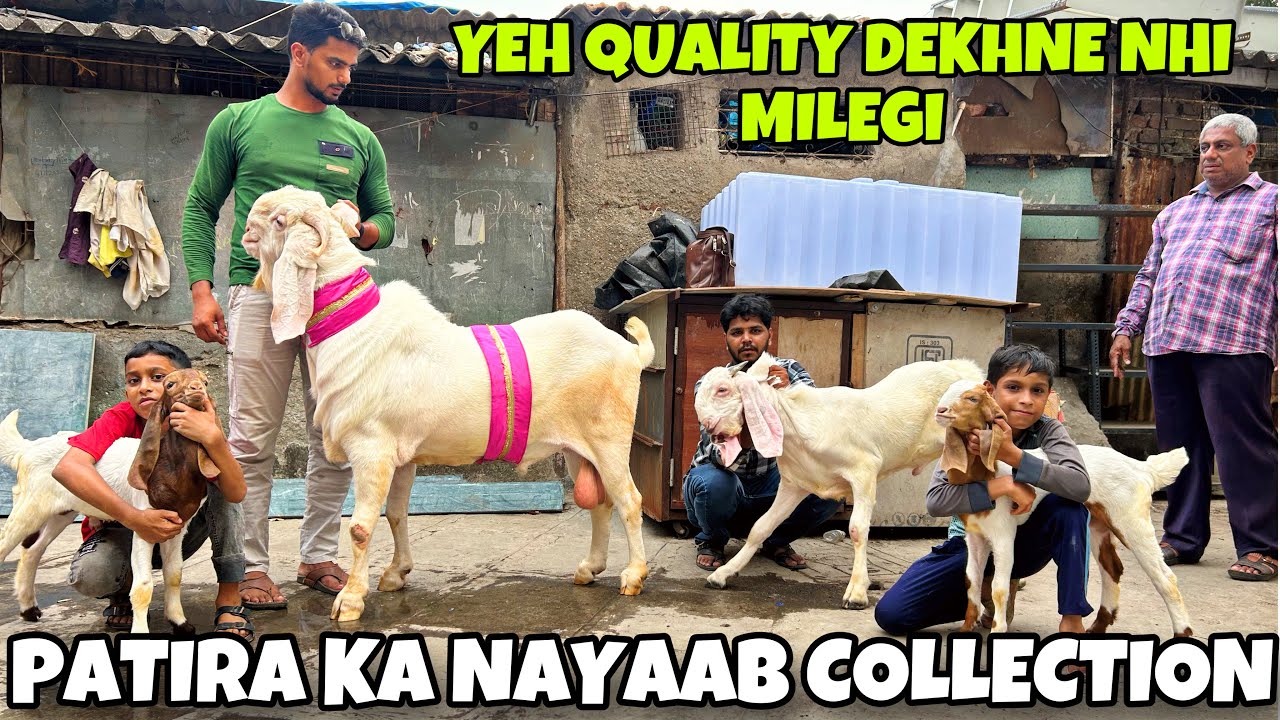 QURBANI AUR PAALNE KE LIYE LAJAWAAB PATIRA COLLECTION FOR SALE AT ZUBAIR GOATS PAREL