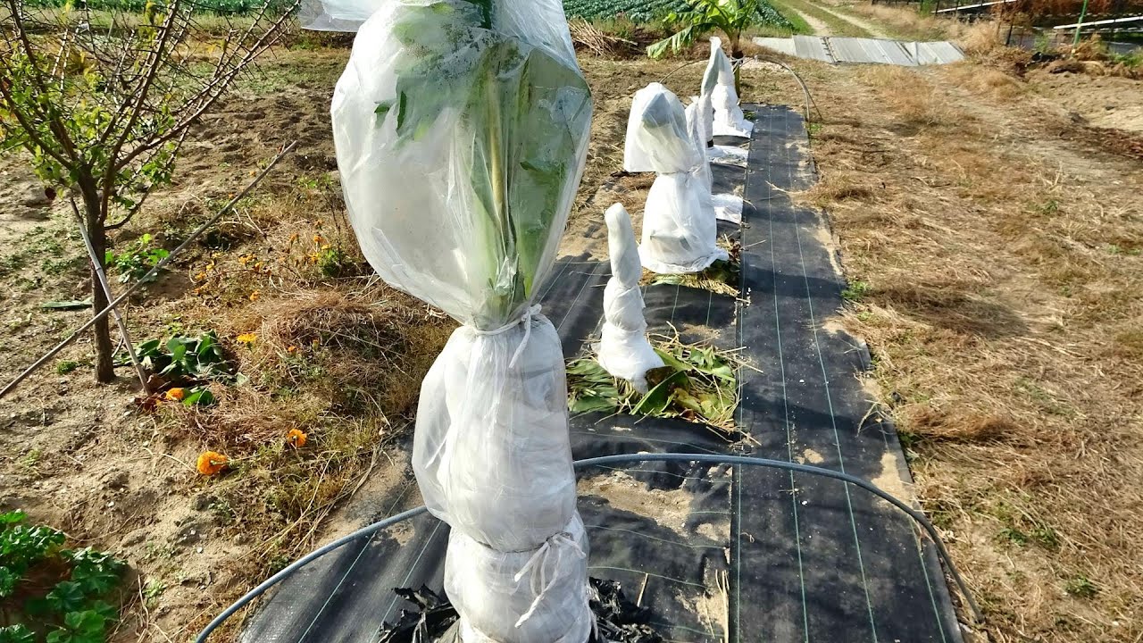 愛知県でバナナに挑戦！　地植えのモンキーバナナ冬の寒さ対策（バージョンアップ）　Countermeasures against the cold weather of bananas in Japan