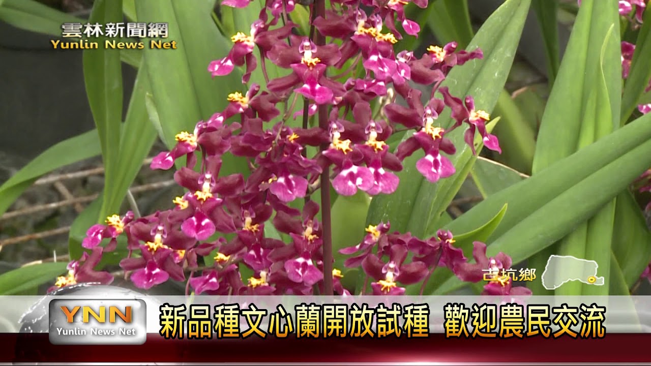 雲林新聞網-古坑花卉中心 研發出新品種文心蘭