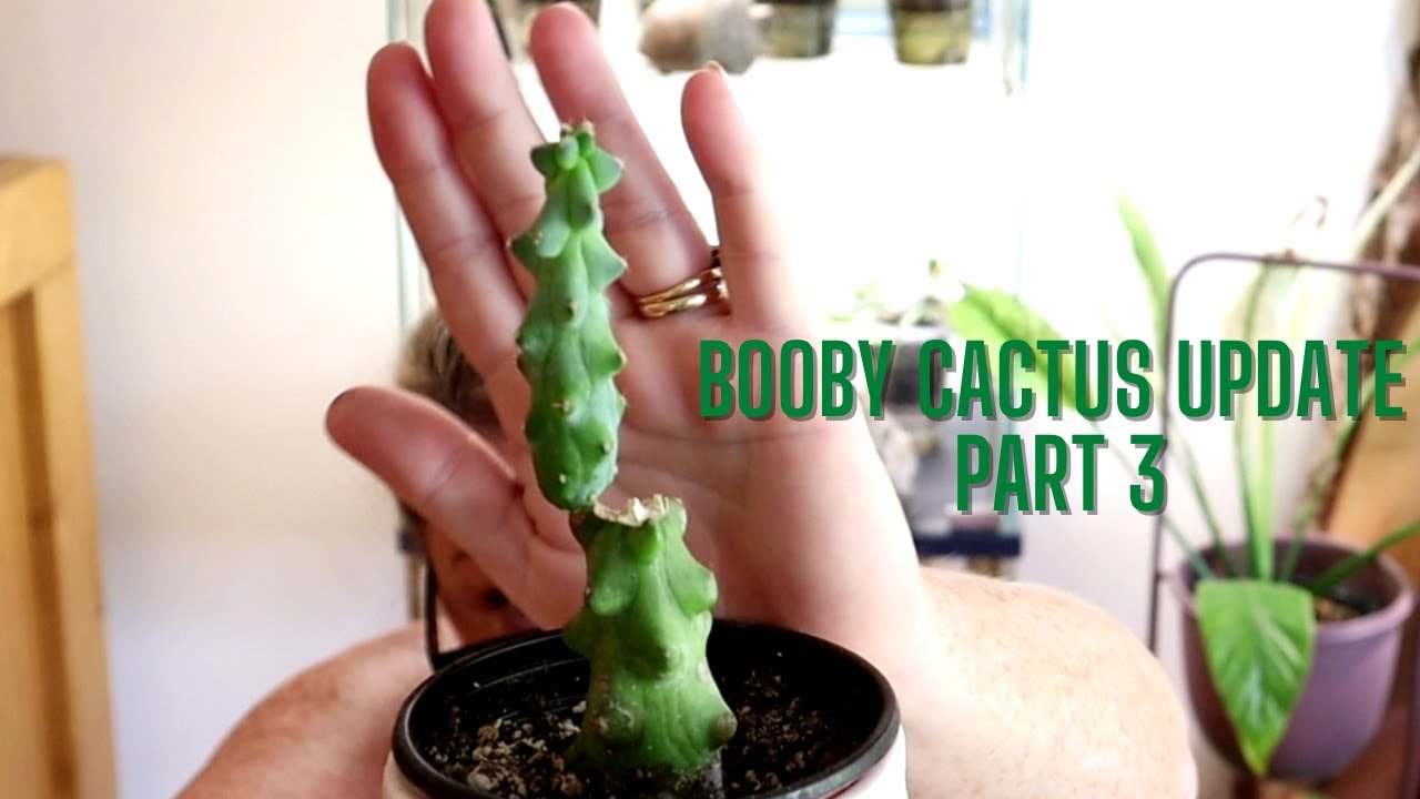 Booby Cactus Update Part 3