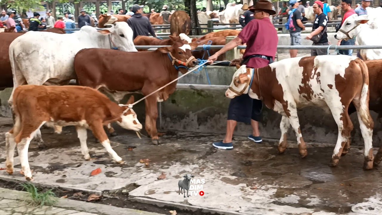 Harga Sapi Jantan Betina Di Bulan Puasa !! Belgian Blue Super Jadi Tontonan !! Babon Bawa Anak Super