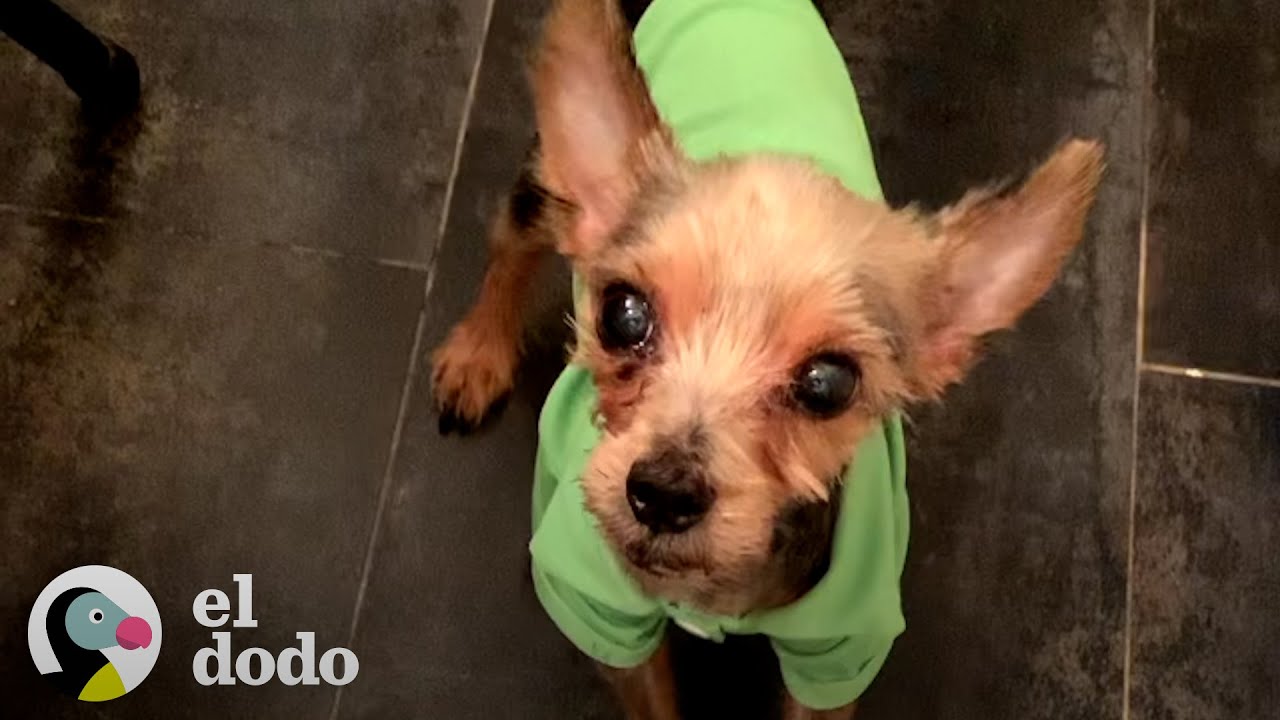 Perrito abandonado no sabía lo que era dormir en una cama | El Dodo