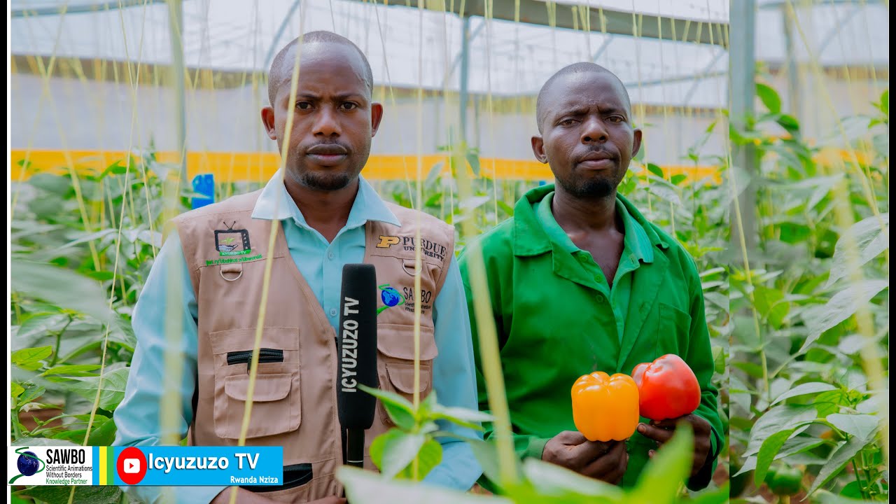 Gisagara:Ubuhinzi bwo muri #green house butanga umusaruro urihejuru.1Kg cya pavoro akigurisha 3000