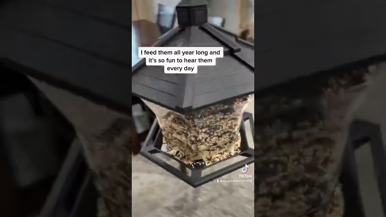 Wild Bird Feeder for Nature Lovers - I love this and feed them all winter long!