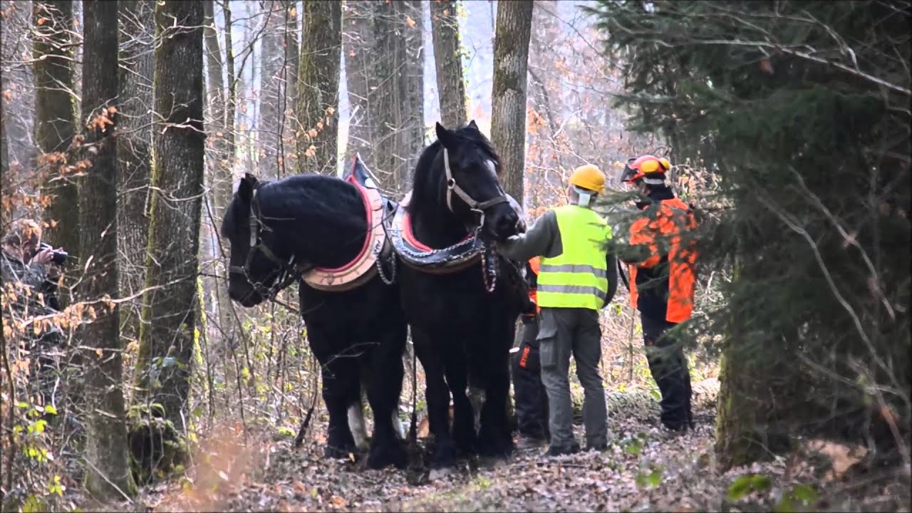 Unser Tom und Maxl, zwei Percheron Kaltblüter beim Langholzrücken.