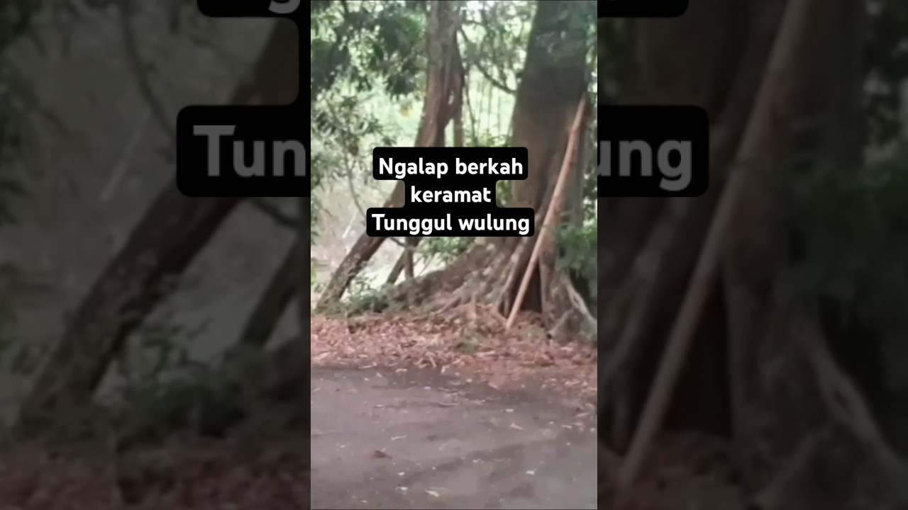 Misteri tempat ngalap berkah keramat Tunggul Wulung #ngalapberkah #cariberkah #tunggulwulung