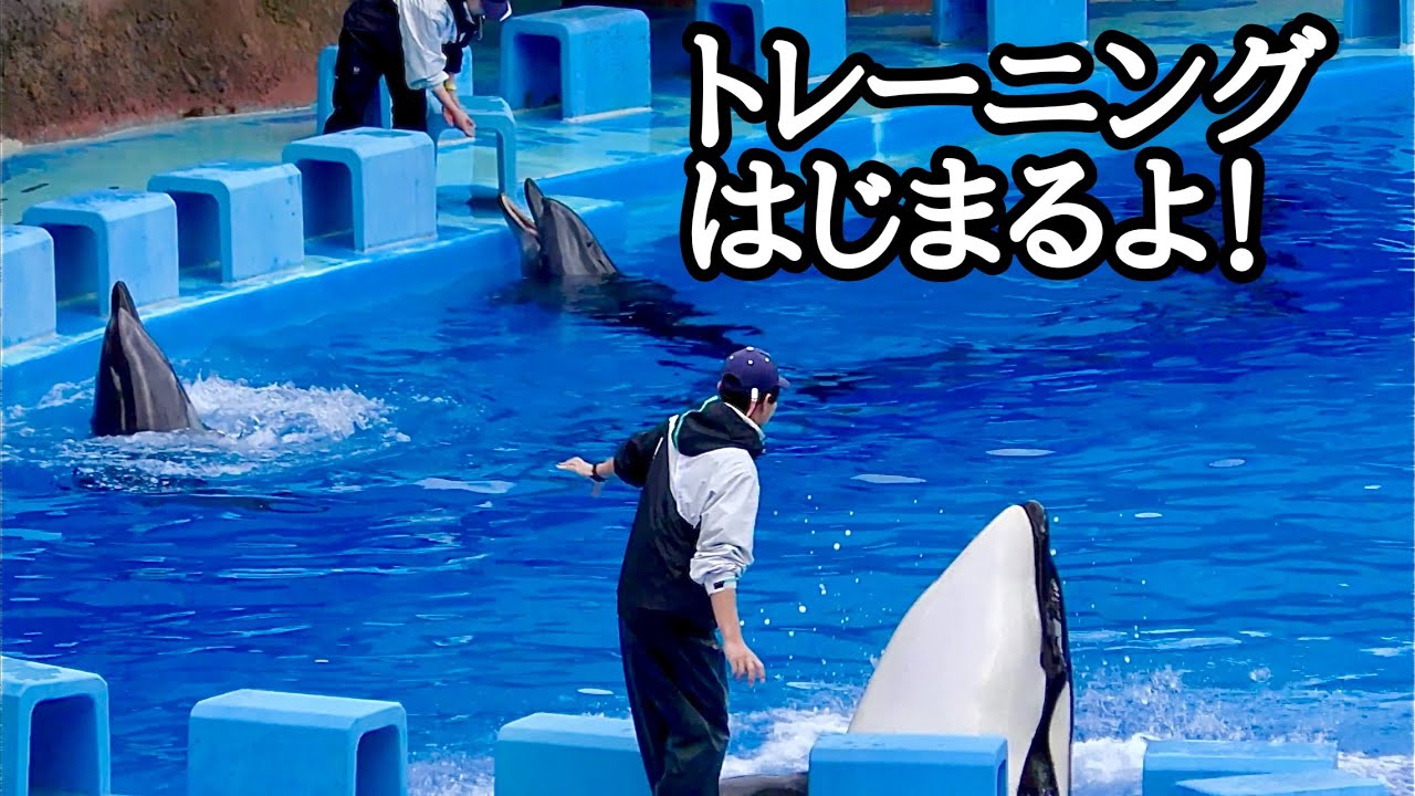 シャチのリンちゃんとイルカたち　トレーニングが始まりました【名古屋港水族館】Orca Lynn-chan Dolphin Nagoya Aquarium 