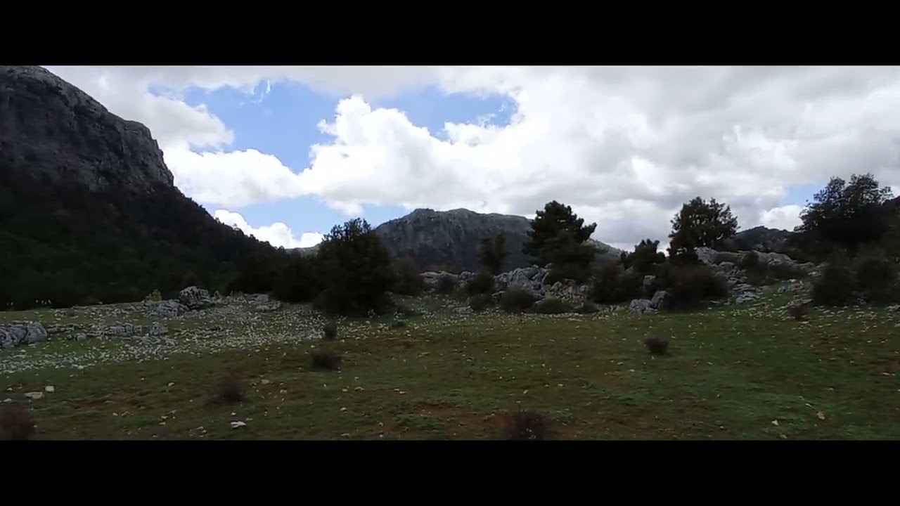 Seta de cardo