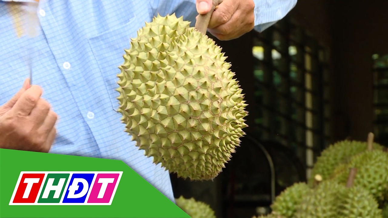 Kim ngạch xuất khẩu sầu riêng tăng vọt | THDT