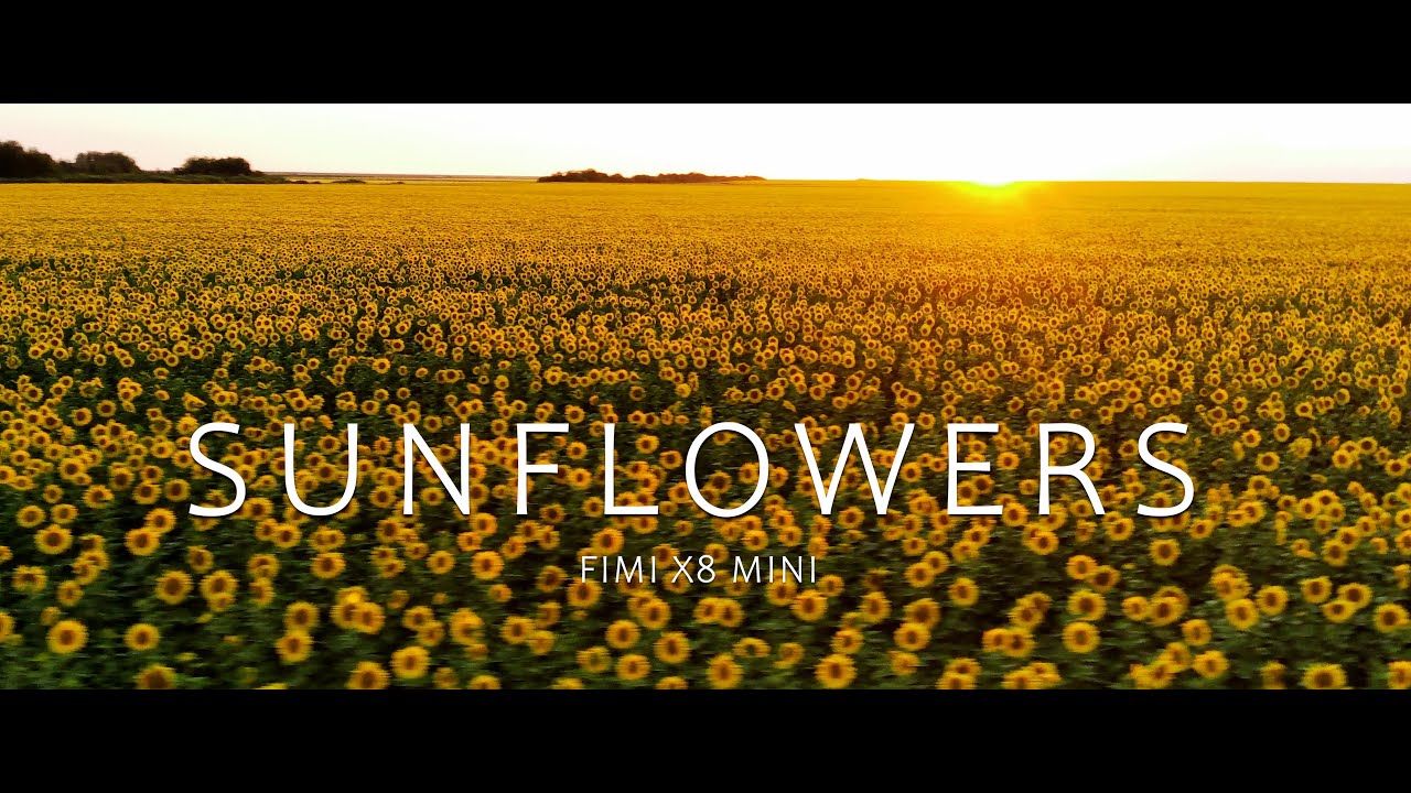 Sunflowers - Cinematic video by Fimi X8 Mini