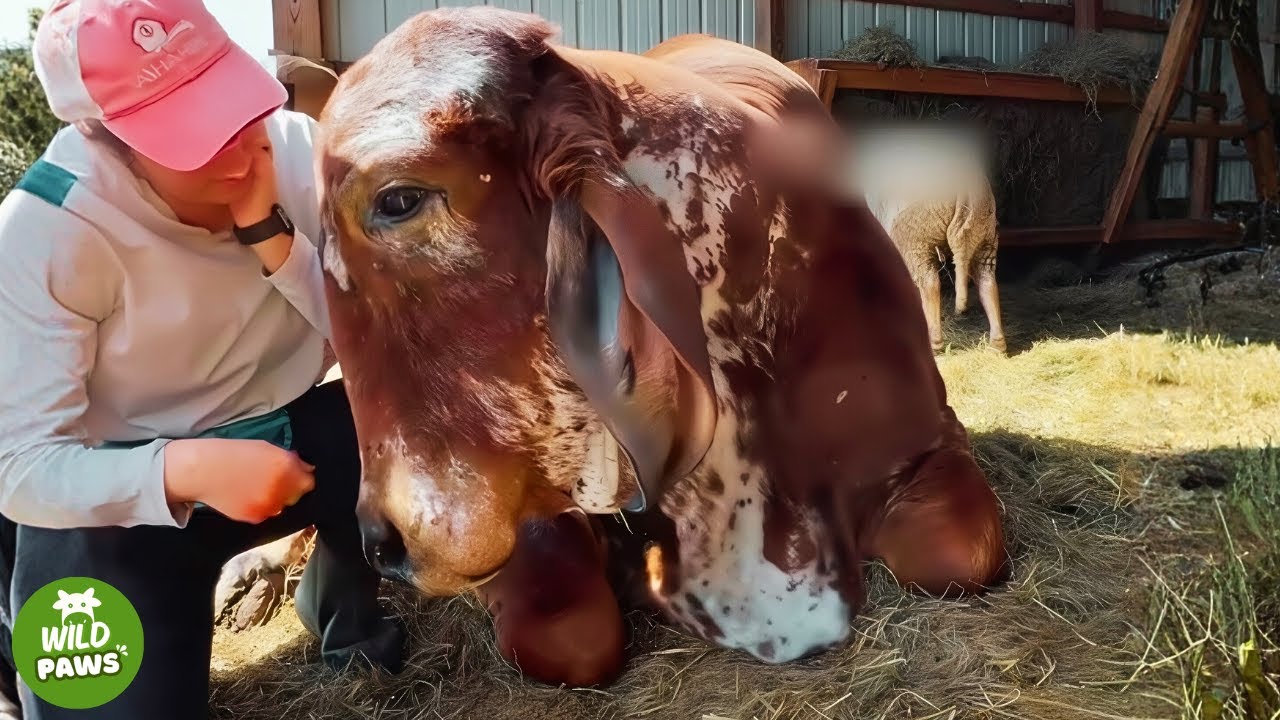 Rejected by His Own Kind, This 1-Ton Bull Finally Found the Friend He Needed