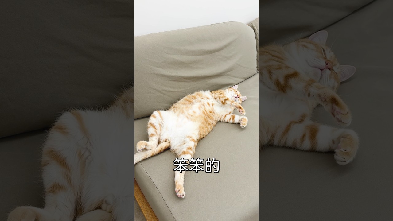 本集薯泥不排除提告