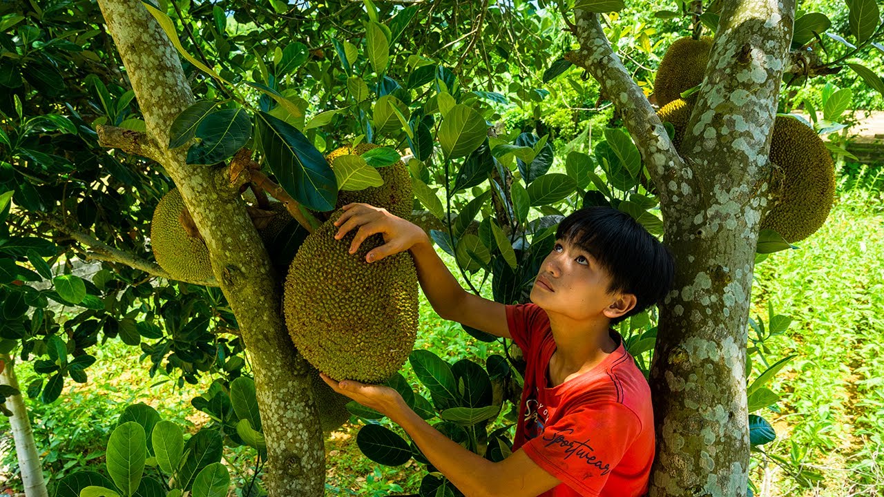Orphan Boy Harvests Jackfruit and Sells It at a Roadside Market